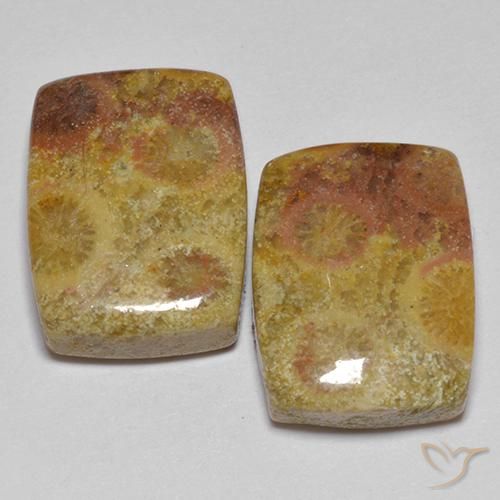Fossil Coral Gemstones in 14.3 x 11 mm Size for Sale, Fossil Coral Stones in Multicolor Color