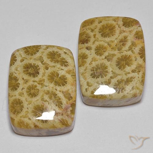27.28 ctw Multicolor Fossil Coral Stones, Natural Fossil Coral in Cushion Cabochon Shape for Sale