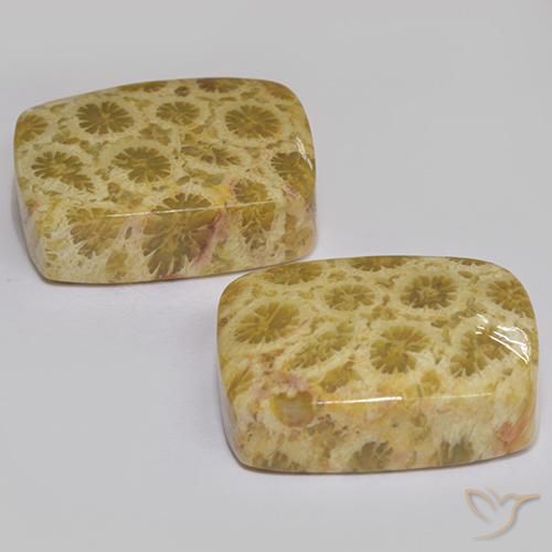 Fossil Coral Gemstones in 17 x 12.9 mm Size for Sale, Fossil Coral Stones in Multicolor Color