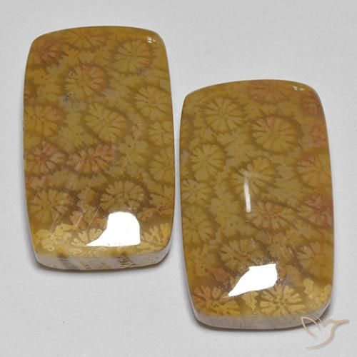 25.75 ct Cushion Fossil Coral, 19.7 x 11.8 mm From Indonesia, Photo A