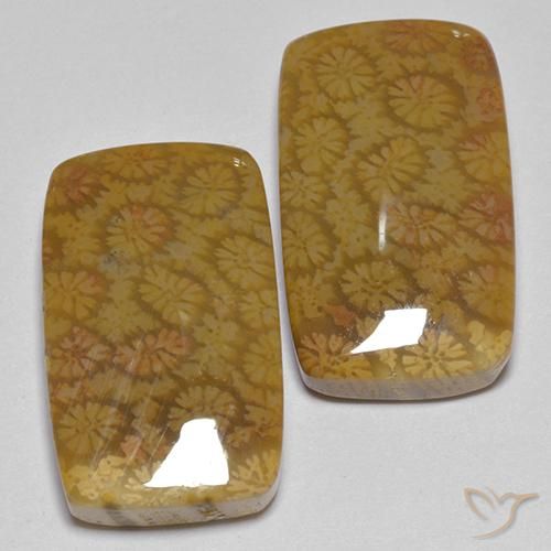 25.75 ctw Multicolor Fossil Coral Stones, Natural Fossil Coral in Cushion Cabochon Shape for Sale