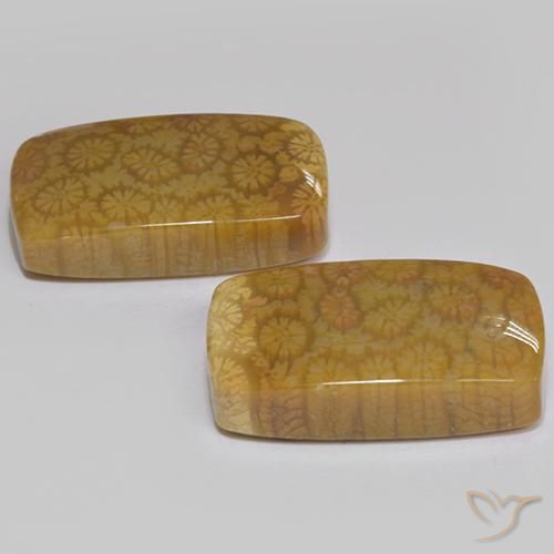 Fossil Coral Gemstones in 19.7 x 11.8 mm Size for Sale, Fossil Coral Stones in Multicolor Color