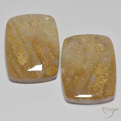21.49 ct Cushion Fossil Coral, 17 x 13.2 mm From Indonesia, Photo A