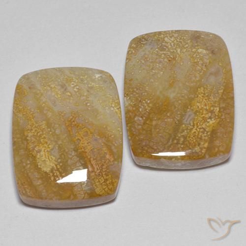 21.49 ctw Multicolor Fossil Coral Stones, Natural Fossil Coral in Cushion Cabochon Shape for Sale