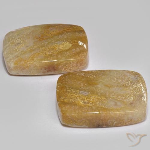 Fossil Coral Gemstones in 17 x 13.2 mm Size for Sale, Fossil Coral Stones in Multicolor Color
