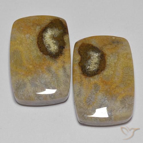 24.86 ct Cushion Fossil Coral, 18.7 x 12.5 mm From Indonesia, Photo A