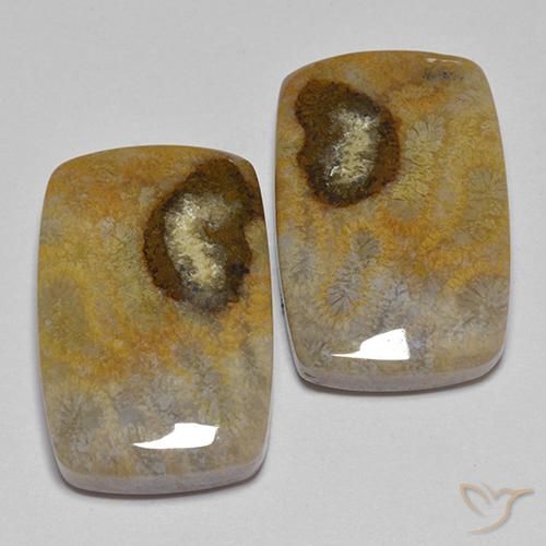 24.86 ctw Multicolor Fossil Coral Stones, Natural Fossil Coral in Cushion Cabochon Shape for Sale
