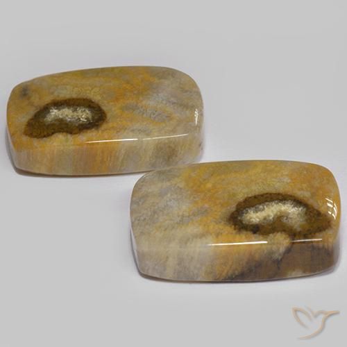 Fossil Coral Gemstones in 18.7 x 12.5 mm Size for Sale, Fossil Coral Stones in Multicolor Color