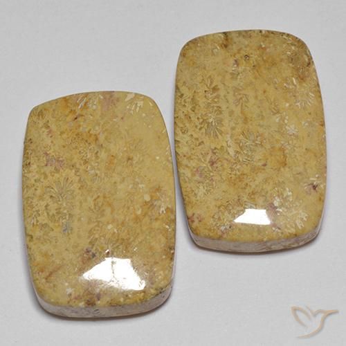 28.04 ctw Multicolor Fossil Coral Stones, Natural Fossil Coral in Cushion Cabochon Shape for Sale