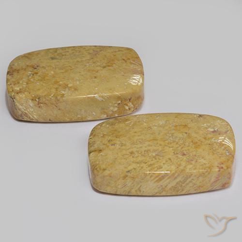 Fossil Coral Gemstones in 20.2 x 13.5 mm Size for Sale, Fossil Coral Stones in Multicolor Color