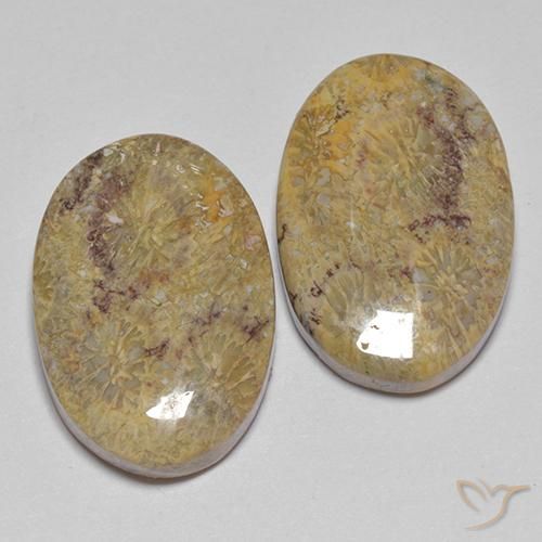 17.68 ctw Multicolor Fossil Coral Stones, Natural Fossil Coral in Oval Cabochon Shape for Sale