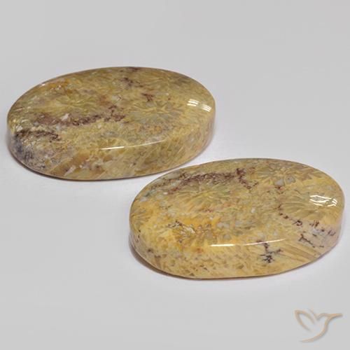 Fossil Coral Gemstones in 18.1 x 12.4 mm Size for Sale, Fossil Coral Stones in Multicolor Color