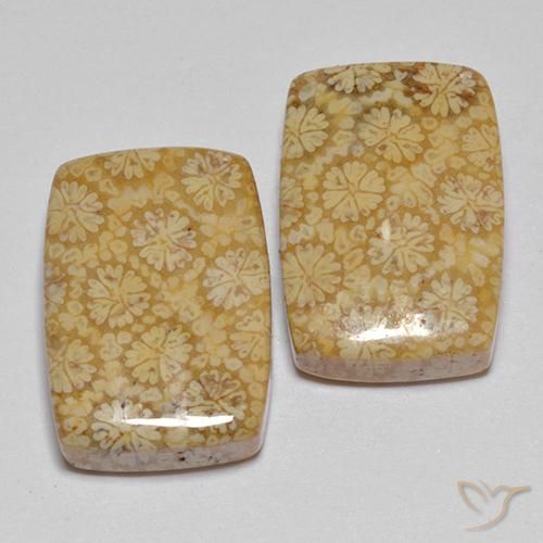 22.29 ctw Multicolor Fossil Coral Stones, Natural Fossil Coral in Cushion Cabochon Shape for Sale