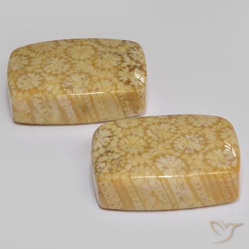 Fossil Coral Gemstones in 16 x 12 mm (calibrated) Size for Sale, Fossil Coral Stones in Multicolor Color