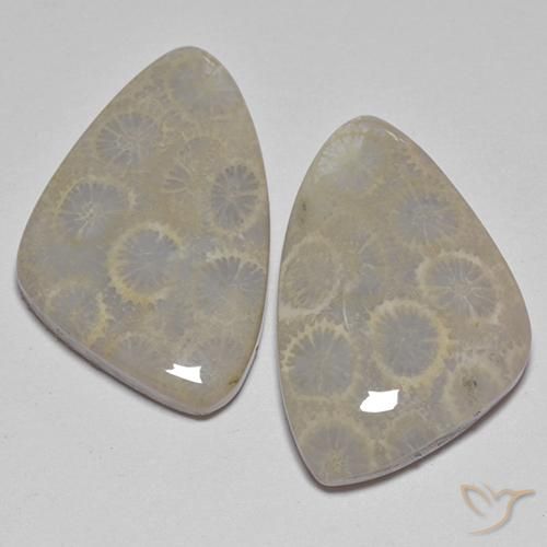 Coral Fósil Elegante a juego de 2 piezas en tamaño 23,9x15,5 mm, peso 27,77 ct en total / promedio. 13,89 ct cada uno, Multicolor en claridad Opaco, piedra preciosa natural No tratado, dureza de Mohs 6.5 - 7 Adecuado para joyas de uso diario, Photo A