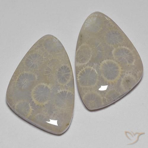 27.77 ctw Multicolor Fossil Coral Stones, Natural Fossil Coral in Fancy Cabochon Shape for Sale