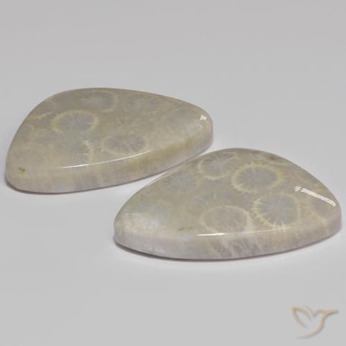 Fossil Coral Gemstones in 23.9 x 15.5 mm Size for Sale, Fossil Coral Stones in Multicolor Color