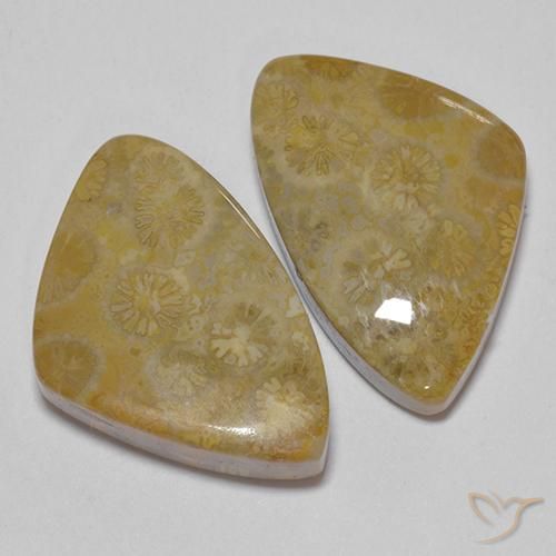 29.23 ctw Multicolor Fossil Coral Stones, Natural Fossil Coral in Fancy Cabochon Shape for Sale