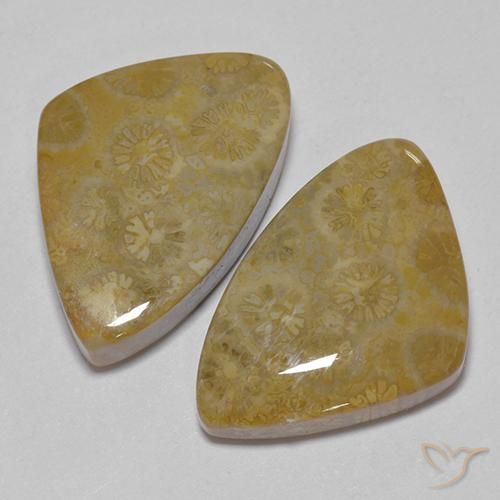 Fossil Coral Gemstones in 21.7 x 14.7 mm Size for Sale, Fossil Coral Stones in Multicolor Color
