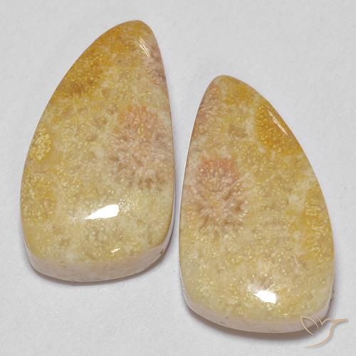 20.83 ctw Multicolor Fossil Coral Gemstones, Fossil Coral Gems in Fancy Cabochon Shape for Sale.