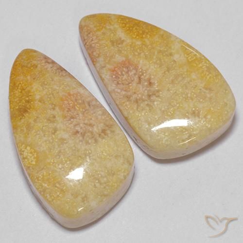 20.83 ctw Multicolor Fossil Coral Stones, Natural Fossil Coral in Fancy Cabochon Shape for Sale