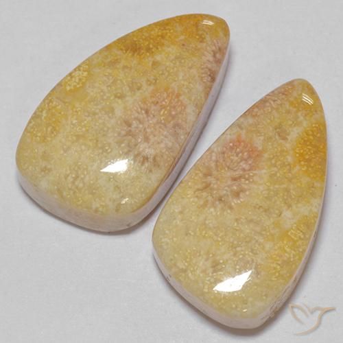 Fossil Coral Gemstones in 18.6 x 10.5 mm Size for Sale, Fossil Coral Stones in Multicolor Color