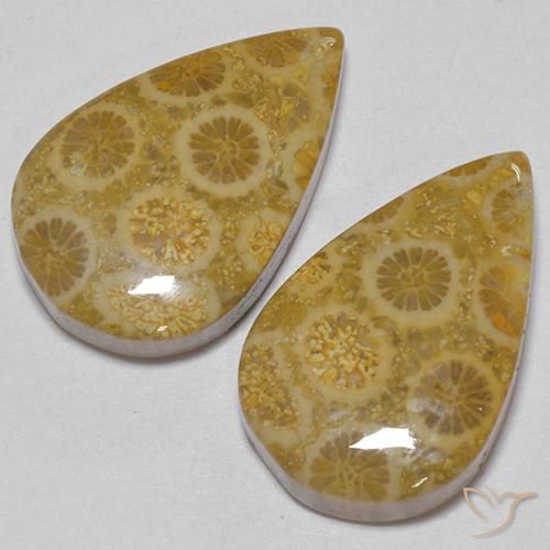 17.56 ctw Multicolor Fossil Coral Stones, Natural Fossil Coral in Pear Cabochon Shape for Sale