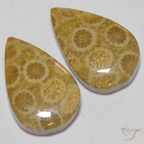 Fossil Coral Gemstones in 18.8 x 12 mm Size for Sale, Fossil Coral Stones in Multicolor Color