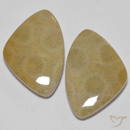 23.43ctw Natural Multicolor Fossil Coral, Fancy, Opaque