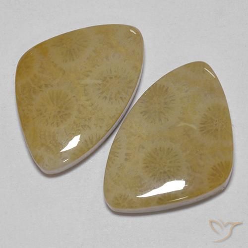 23.43 ctw Multicolor Fossil Coral Stones, Natural Fossil Coral in Fancy Cabochon Shape for Sale