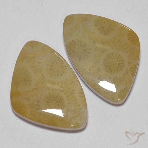 Fossil Coral Gemstones in 21.9 x 14.8 mm Size for Sale, Fossil Coral Stones in Multicolor Color