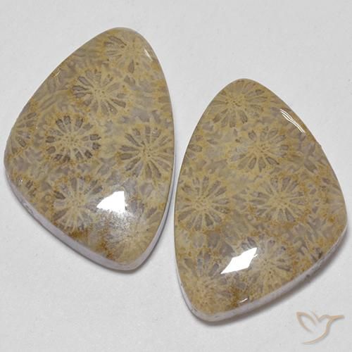 25.49ctw Natural Multicolor Fossil Coral, Fancy, Opaque