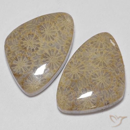 25.49 ctw Multicolor Fossil Coral Stones, Natural Fossil Coral in Fancy Cabochon Shape for Sale
