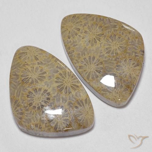 Fossil Coral Gemstones in 20.9 x 14.4 mm Size for Sale, Fossil Coral Stones in Multicolor Color