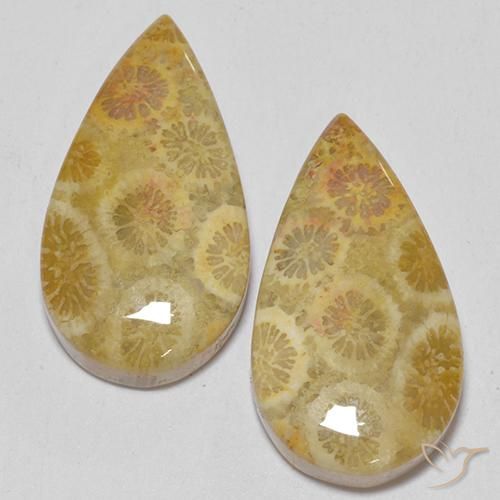 15.93 ct Pear Fossil Coral, 20.2 x 11 mm From Indonesia, Photo A