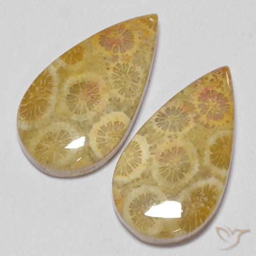 15.93 ctw Multicolor Fossil Coral Stones, Natural Fossil Coral in Pear Cabochon Shape for Sale