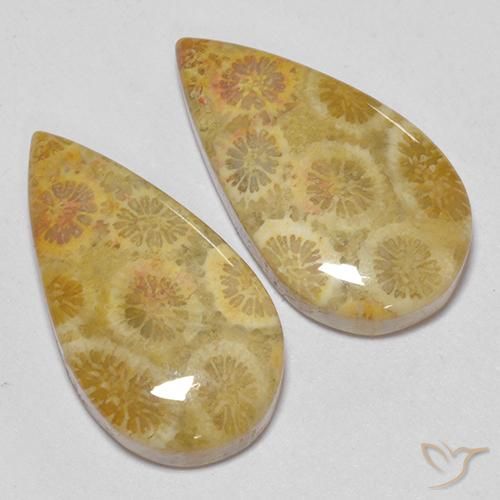 Fossil Coral Gemstones in 20.2 x 11 mm Size for Sale, Fossil Coral Stones in Multicolor Color