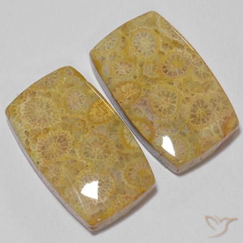 28.73 ctw Multicolor Fossil Coral Stones, Natural Fossil Coral in Cushion Cabochon Shape for Sale