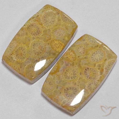 Fossil Coral Gemstones in 20.6 x 12.5 mm Size for Sale, Fossil Coral Stones in Multicolor Color