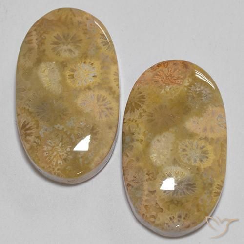 24.74 ct Oval Fossil Coral, 21.5 x 12.5 mm From Indonesia, Photo A