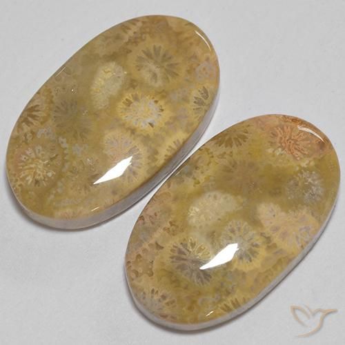 24.74 ctw Multicolor Fossil Coral Stones, Natural Fossil Coral in Oval Cabochon Shape for Sale