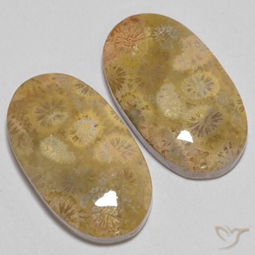 Fossil Coral Gemstones in 21.5 x 12.5 mm Size for Sale, Fossil Coral Stones in Multicolor Color