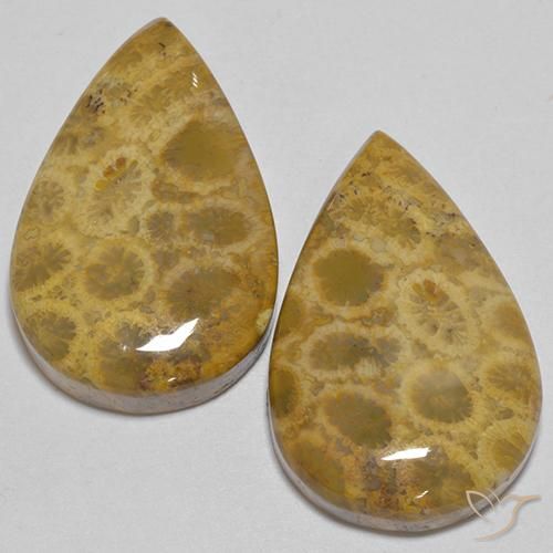 Coral Fósil Pera a juego de 2 piezas en tamaño 25,1 x 16,4mm, peso 40,4 ct en total / promedio. 20,2 ct cada uno, Multicolor en claridad Opaco, piedra preciosa natural No tratado, dureza de Mohs 6.5 - 7 Adecuado para joyas de uso diario, Photo A