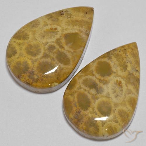 40.40 ctw Multicolor Fossil Coral Stones, Natural Fossil Coral in Pear Cabochon Shape for Sale