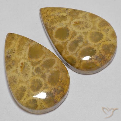 Fossil Coral Gemstones in 25.1 x 16.4 mm Size for Sale, Fossil Coral Stones in Multicolor Color