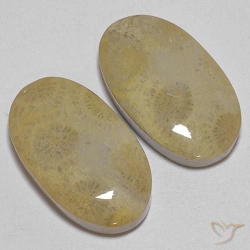 26.68 ctw Multicolor Fossil Coral Stones, Natural Fossil Coral in Oval Cabochon Shape for Sale