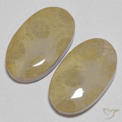Fossil Coral Gemstones in 20.8 x 12.2 mm Size for Sale, Fossil Coral Stones in Multicolor Color