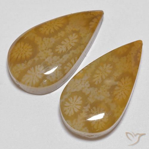 21.24 ctw Multicolor Fossil Coral Stones, Natural Fossil Coral in Pear Cabochon Shape for Sale