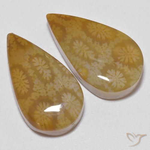 Fossil Coral Gemstones in 20.2 x 11 mm Size for Sale, Fossil Coral Stones in Multicolor Color