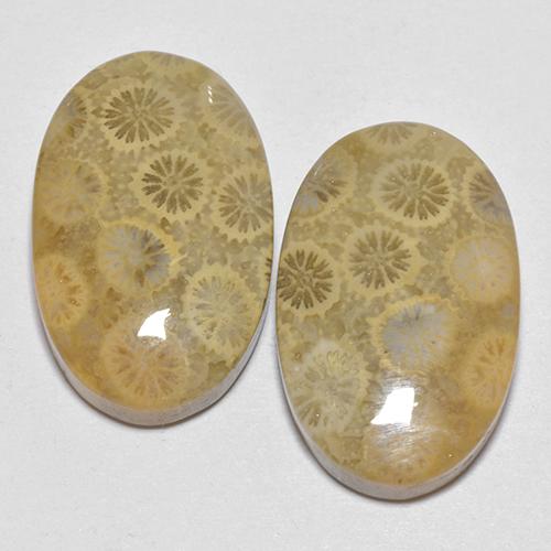 29.22 ctw Multicolor Fossil Coral Gemstones, Fossil Coral Gems in Oval Cabochon Shape for Sale.